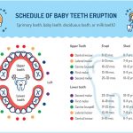 Tooth Eruption Chart for Baby and Adult Teeth