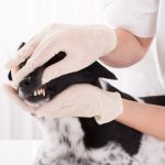 Veterinary Dentistry