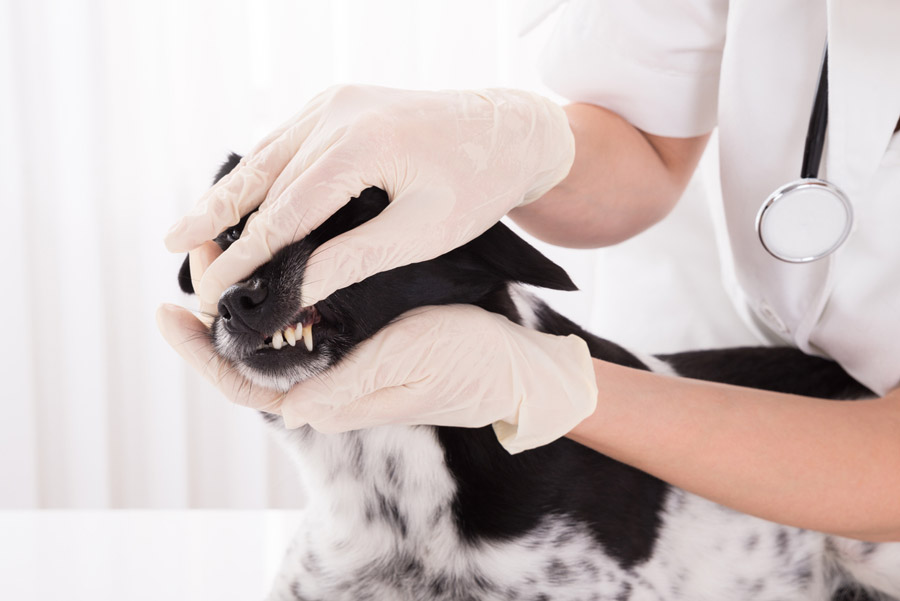 Veterinary Dentistry