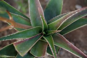 aloe vera image