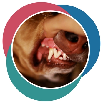 cleaning at home pets dental care