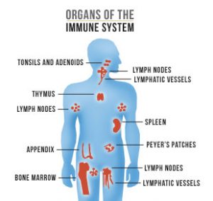 immune system