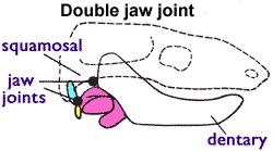 jaw joint image