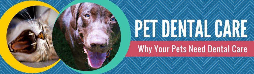 pet dental care